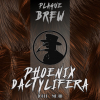 Phoenix Dactylifera