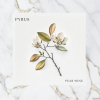 Pyrus